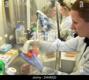 19 December 2022, Saxony, Leipzig: Biologist Kathrin Landgraf works on a cell culture experiment for obesity research at a sterile workbench in the Pediatric Research Laboratory of the Faculty of Medicine at the University of Leipzig. According to a press release from the University of Leipzig, a research team from the Faculty of Medicine was able to discover a new mechanism associated with an unusual expression of a gene, with the control of the feeling of hunger and with severe obesity in children. The goal of the research, he said, is to translate findings from genetic studies into future p Stock Photo