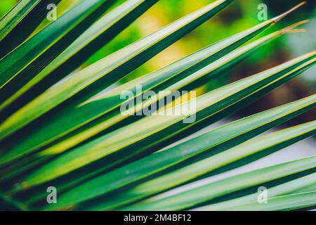 Palm leaves background. Beautiful green botanical texture. Stock Photo