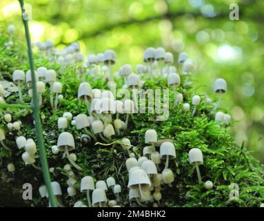 A close-up shot of small white mushrooms resting on a tree branch covered in green moss. Stock Photo