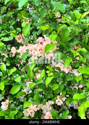 The peach pink flower are in full bloom on a spring day Stock Photo