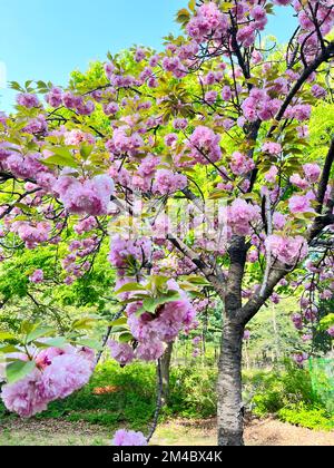 Double cherry blossoms in the park on a spring day Stock Photo