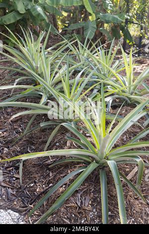 Ananas comosus - pineapple plants growing in a garden in Florida. Stock Photo