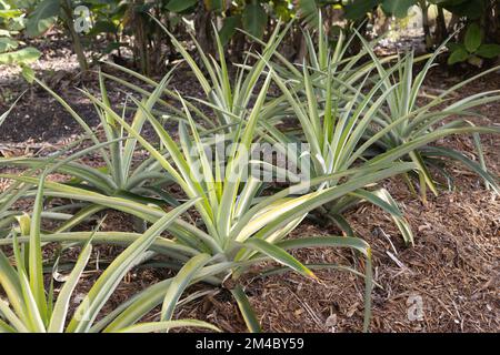 Ananas comosus - pineapple plants growing in a garden in Florida. Stock Photo