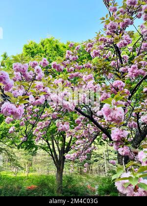 Pink cherry blossoms (Prunus) on a branch in spring against a bright ...