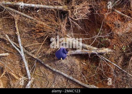 Man utility service cutting down broken trunk of tree with chainsaw after hurricane Stock Photo