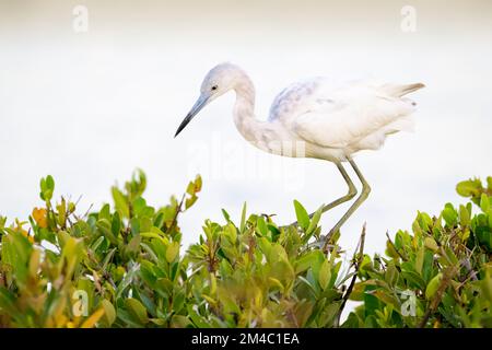 Little blue heron (Egretta caerulea) juvenile bird, on water lettuce, Sanibel island, Florida, United States. Stock Photo