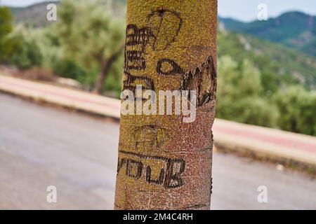 Tree trunk written on it Stock Photo