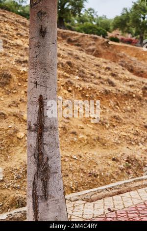 Tree trunk written on it Stock Photo