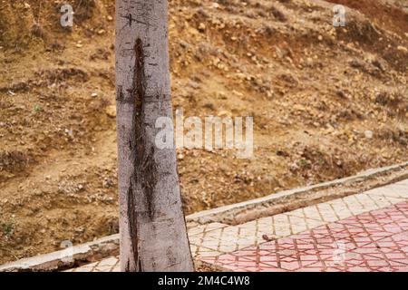 Tree trunk written on it Stock Photo