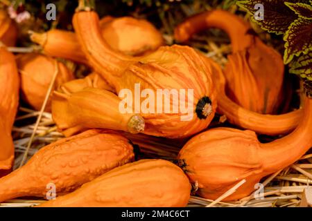 Harvest of nutmeg pumpkins at the autumn exhibition Stock Photo