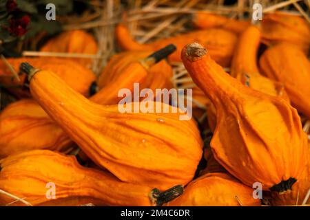 Harvest of nutmeg pumpkins at the autumn exhibition Stock Photo