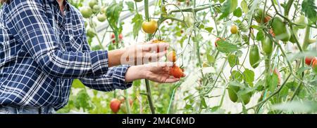 Person checking tomatoes in greenhouse. Stock Photo
