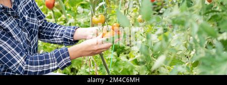 Person checking tomatoes in greenhouse. Stock Photo