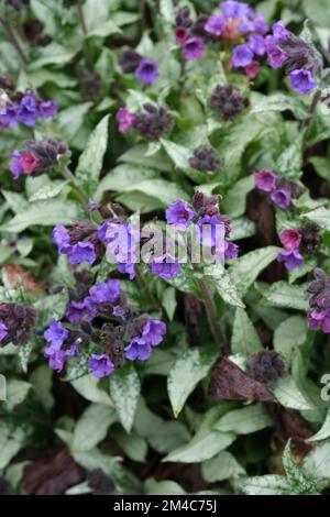 Pulmonaria Blue Ensign, lungwort Blue Ensign, deciduous perennial, clusters violet-blue flowers Stock Photo