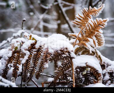 Snow covered ferns in the winter Stock Photo