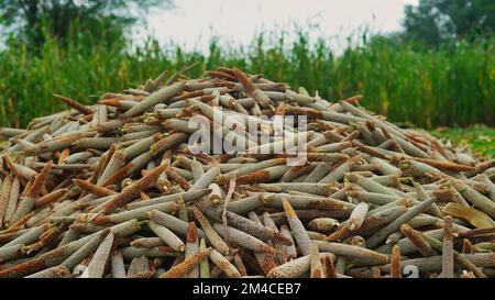 Pearl Millet (Bajra). Many organic millet ears heap in the field. Pile of ripe Millet harvested on the farmland. Indian summer crops harvesting Stock Photo