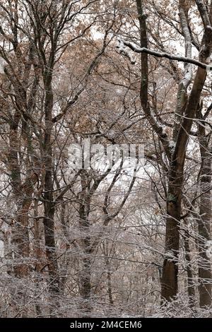 Beech trees covered in snow in a woodland setting Stock Photo