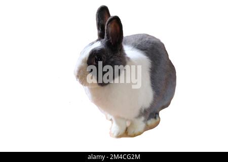Adorable fluffy white and gray nano domestic rabbit isolated in white background. Cute domestic animal. Copy space. Easter bunny Stock Photo