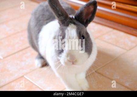 Adorable fluffy white and gray nano domestic rabbit running on the floor close-up. Cute domestic animal. Easter bunny Stock Photo