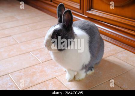Adorable fluffy white and gray nano domestic rabbit running on the floor close-up. Cute domestic animal. Easter bunny Stock Photo