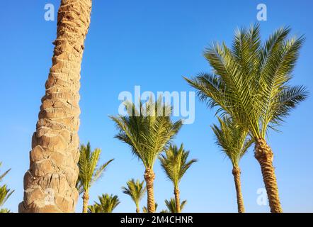 Photo of a palm tree trunk, selective focus. Stock Photo