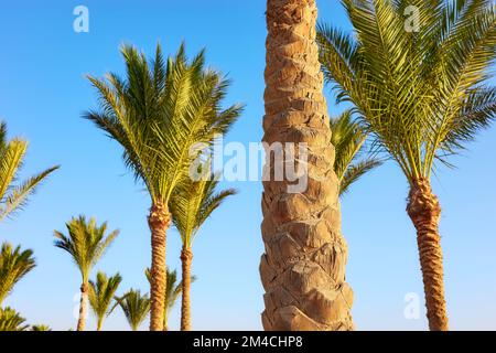 Photo of a palm tree trunk with palm leaves in distance, selective focus. Stock Photo