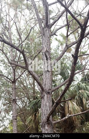 Pinus elliottii 'densa' - Florida slash pine tree. Stock Photo