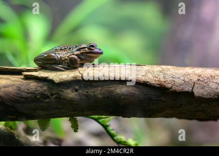 Python Animal House Python in a reptile house at a zoo in Sydney, Australia coiled in its ...