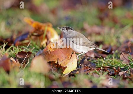 Male Blackcap eating apples on the ground in the Forest of Dean Gloucestershire UK Stock Photo