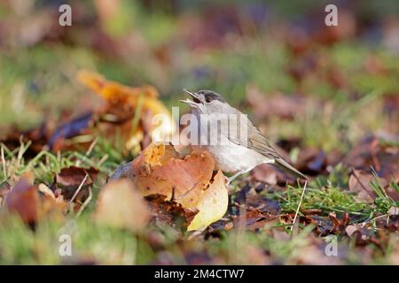 Male Blackcap eating apples on the ground in the Forest of Dean Gloucestershire UK Stock Photo