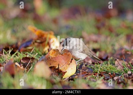 Male Blackcap eating apples on the ground in the Forest of Dean Gloucestershire UK Stock Photo