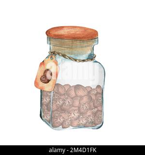 Hand-drawn watercolor glass jar with nutmeg spice. This is a part of the big collection of indian spices Stock Photo