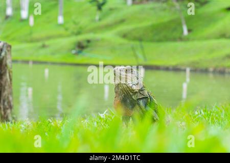 portrait of a South American female green iguana, standing on the green grass raising her head, looking curiously, while walking around the lake. Stock Photo