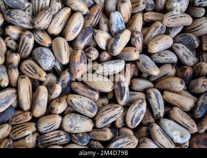 Pine nuts in shell. Unpeeled Pinus pinea seeds from above. Stock Photo