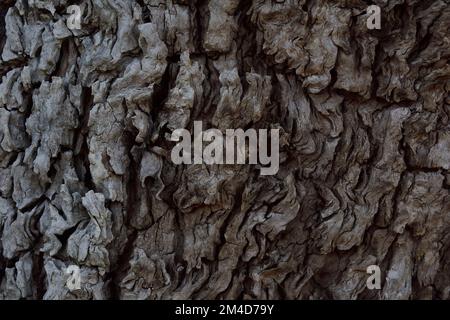 Old eucalyptus tree bark peeling off. Detailed cracked texture. Stock Photo