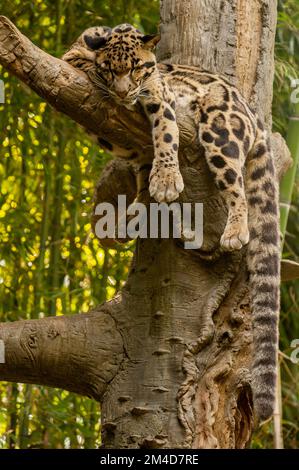 A sleeping clouded leopard (Neofelis nebulosa) in a tree at the Nashville, Tennessee Zoo. Stock Photo