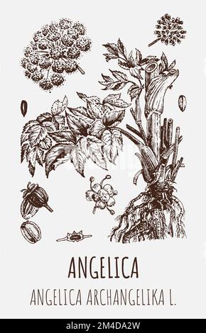 Vector drawings of Angelica archangelica. Hand drawn illustration. Latin name ANGELICA OFFICINALIS MOENCH Stock Photo
