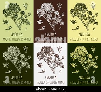 Set of vector drawings Angelica archangelica in different colors. Hand drawn illustration. Latin name ANGELICA OFFICINALIS MOENCH Stock Photo