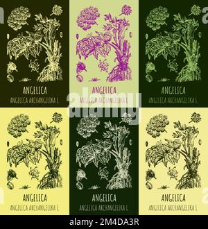 Set of vector drawings Angelica archangelica in different colors. Hand drawn illustration. Latin name ANGELICA OFFICINALIS MOENCH Stock Photo