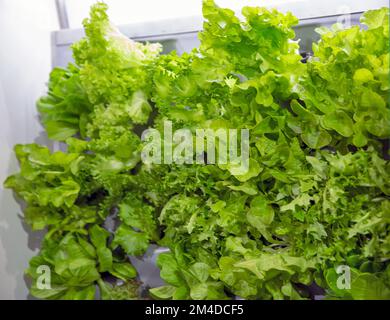 fresh lettuce leaves of various varieties closeup Stock Photo
