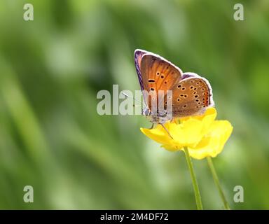 Butterfly - Purple-edged Copper (Lycaena hippothoe), male Stock Photo