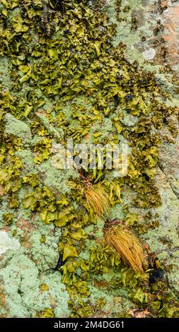 Rock tripe, lichen of the genus Umbilicaria. Colony growing  on woodland rock face, Parry Sound, Ontario, Canada Stock Photo