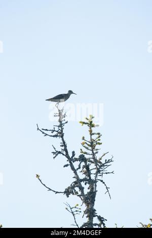 A small alert wader, Wood sandpiper standing on top of a tree in summery Riisitunturi National Park, Northern Finland. Stock Photo