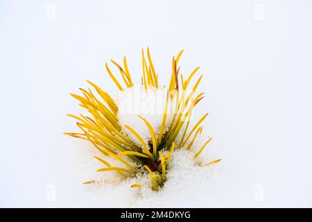 Winter pine seedlings in snow, Greater Sudbury, Ontario, Canada Stock Photo