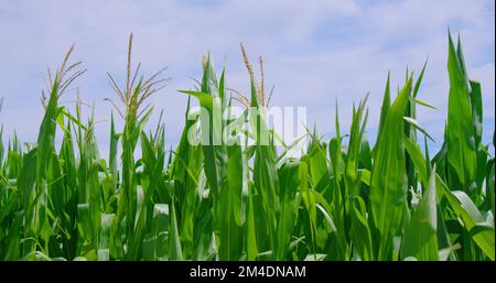 Blooming corn field close-up. Maize detail cutout is in full bloom in the maize field in the counter light the green maize stalks with the corn on the Stock Photo