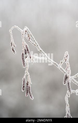 Winter frosts- Roadside speckled alder, Greater Sudbury, Ontario, Canada Stock Photo