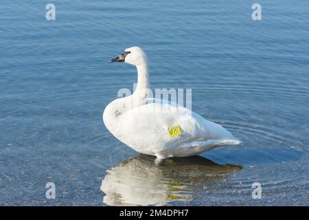 Marked adult trumpeter swan (Cygnus Buccinator) in Tommy Thompson park, Toronto, Ontario Stock Photo