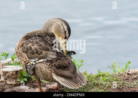 Nonbreeding male mallard duck (Anas Platyrhynchos) preening Stock Photo