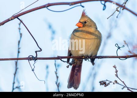 Female norther cardinal (Cardinalis Cardinalis) perched on a branch Stock Photo