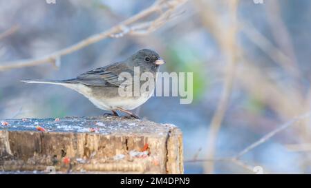 Adult male slate-colored dark-eyed junco (Junco Hyemalis) perched on a trunk Stock Photo